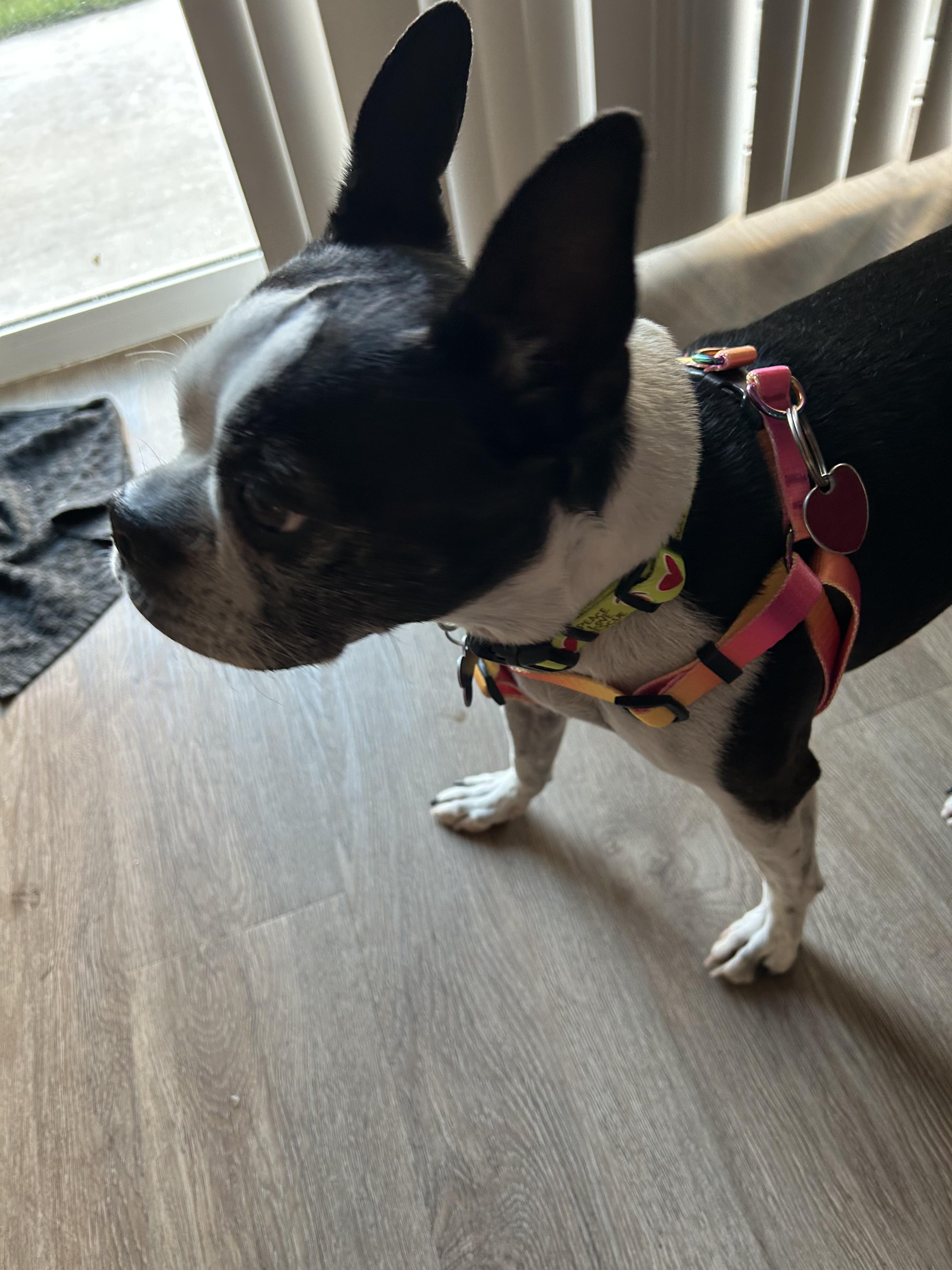 Enlarge Mitzee in NE, a Adoptable Boston Terrier in Elkhorn, NE image 6/6