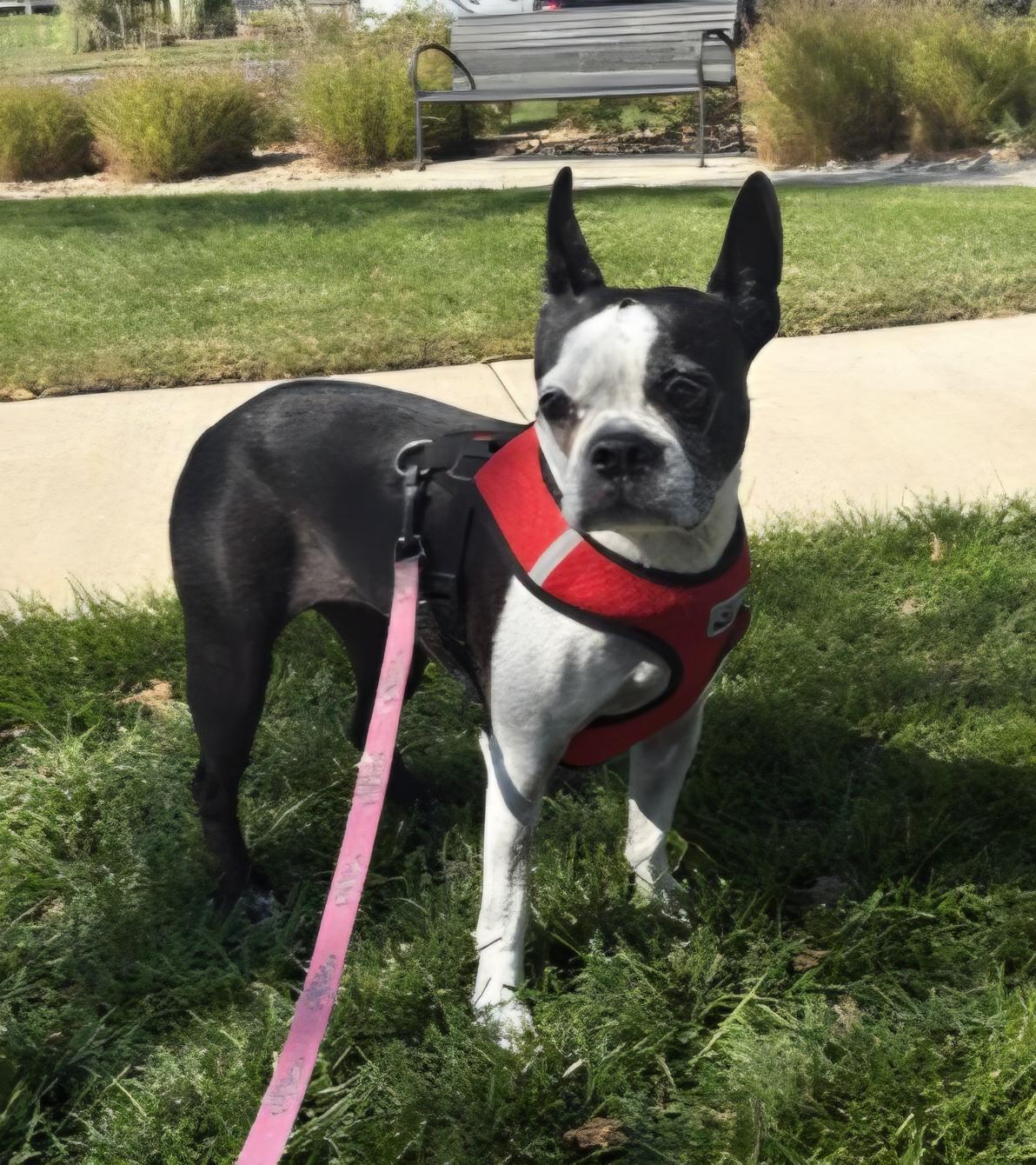 Enlarge Mitzee in NE, a Adoptable Boston Terrier in Elkhorn, NE image 6/6