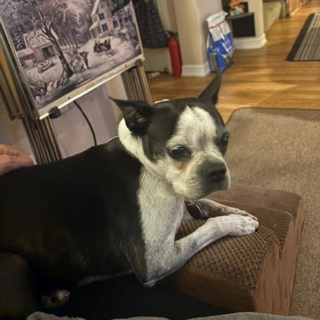 Enlarge Mitzee in NE, a Adoptable Boston Terrier in Elkhorn, NE image 3/6
