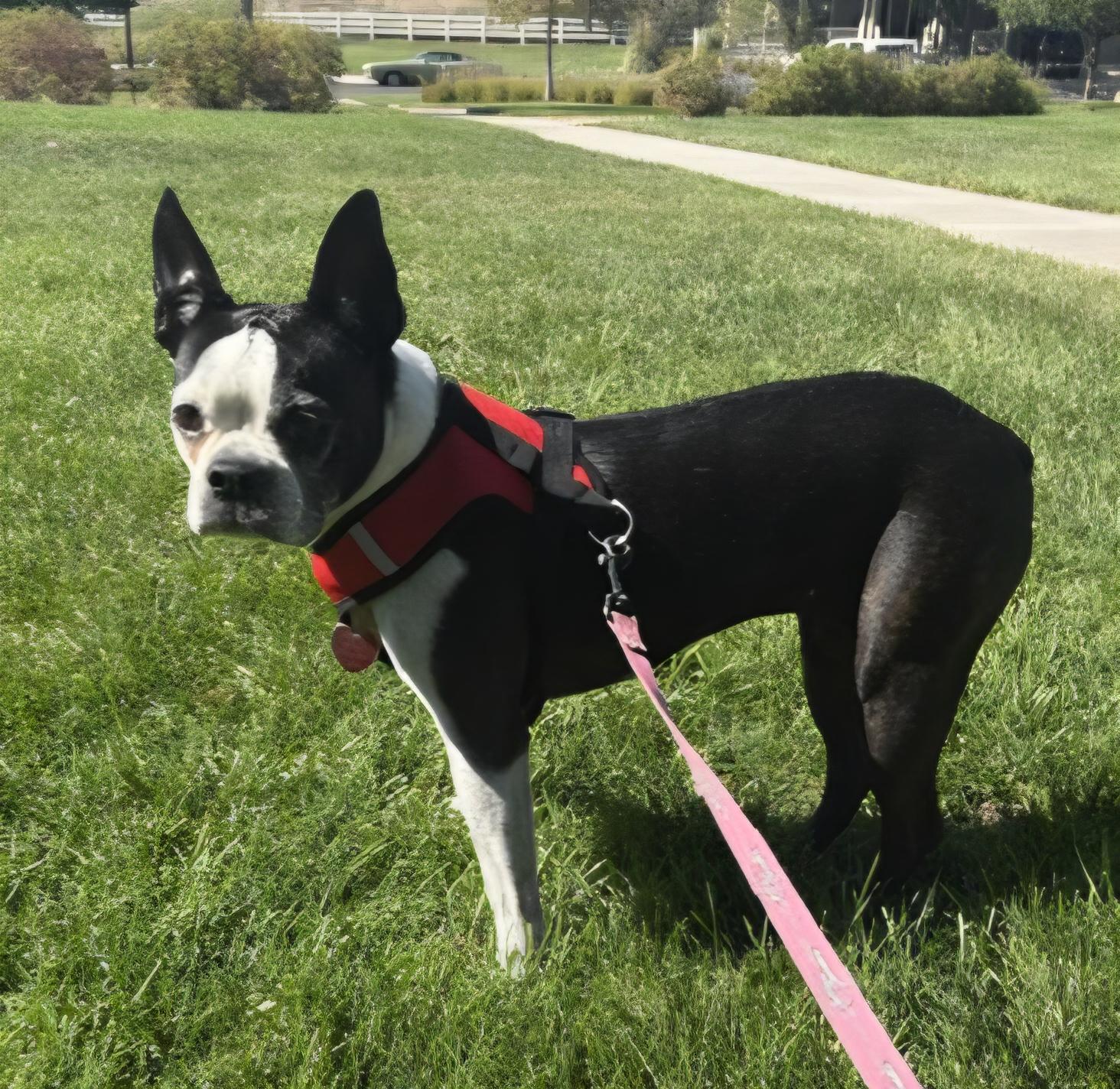 Mitzee in NE, Adoptable, Senior Female Boston Terrier.