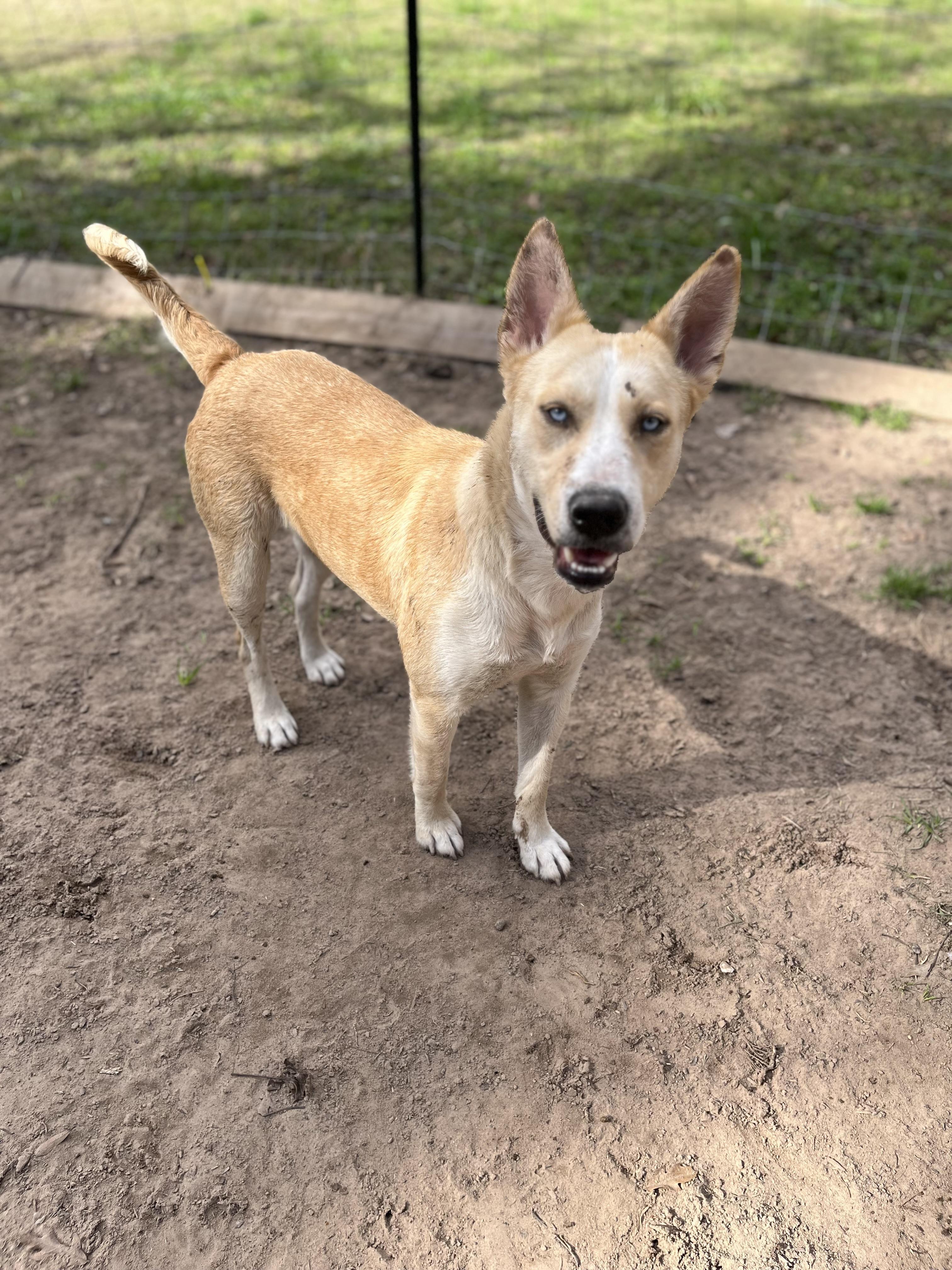 Maggie, Young Female Labrador Retriever