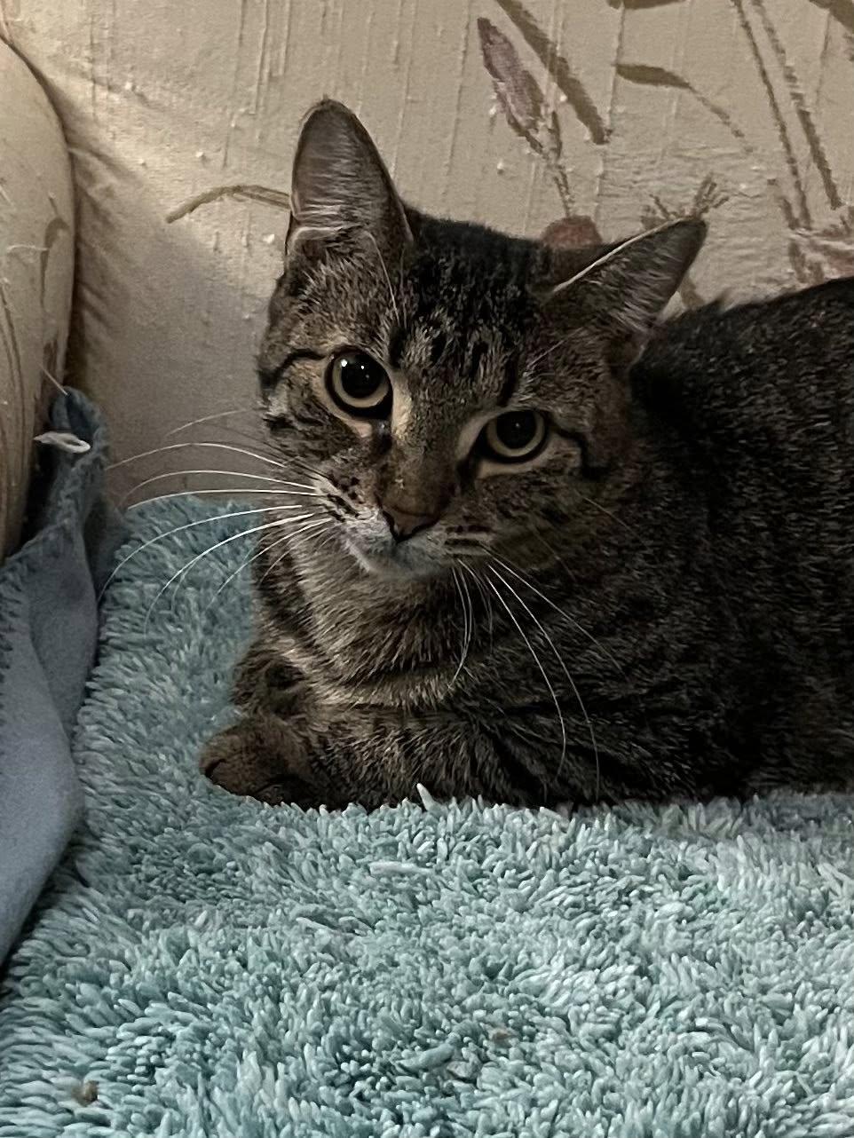 Felicity, Adoptable, Adult Female Domestic Short Hair.