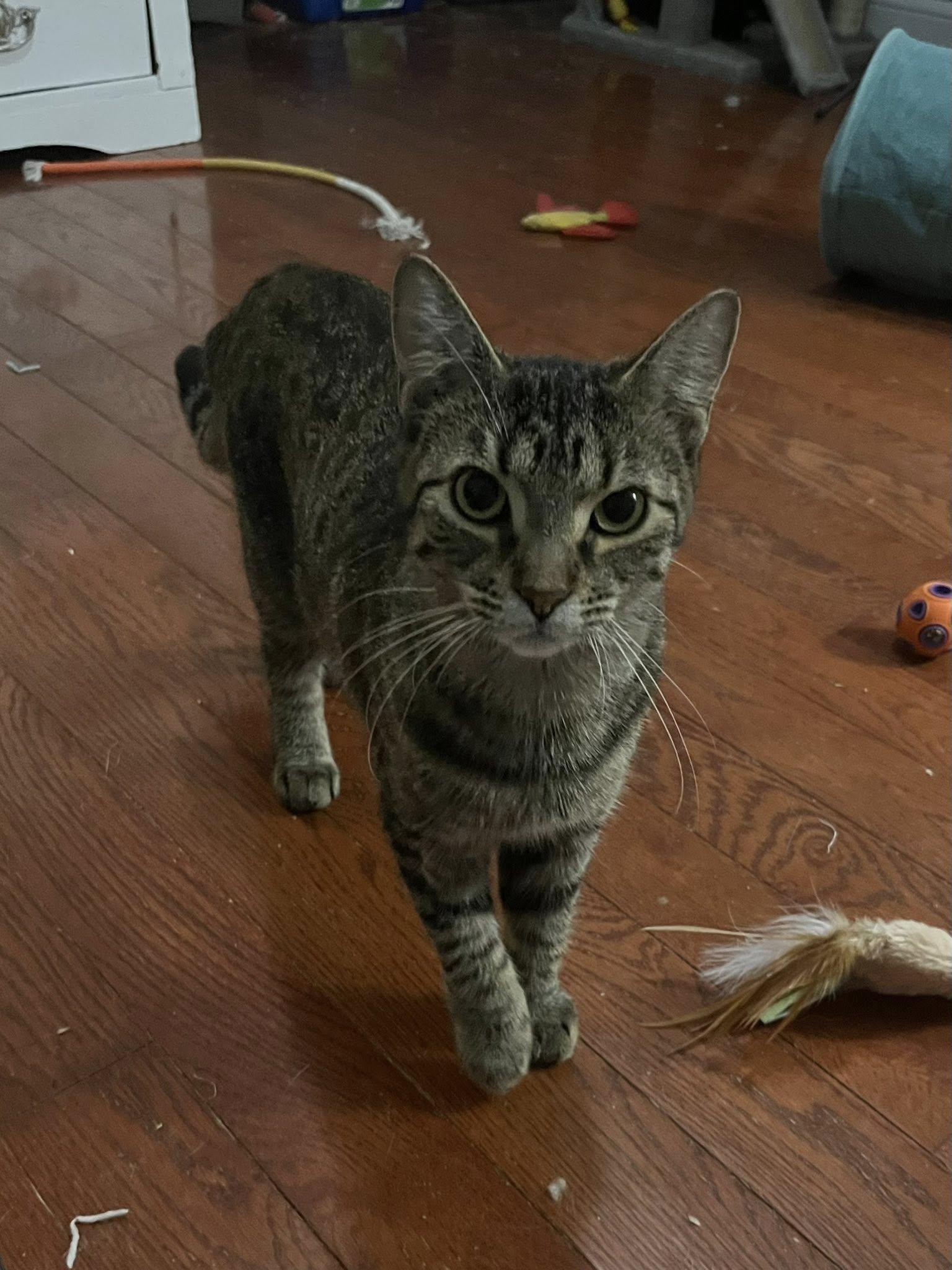 Enlarge Felicity, a Adoptable Domestic Short Hair in Spencerville, ON image 3/6