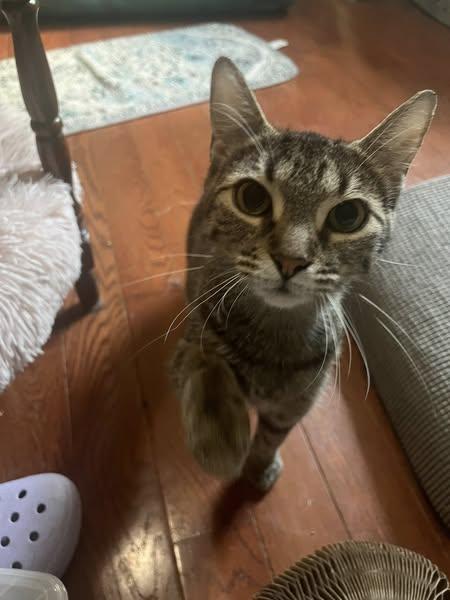 Enlarge Felicity, a Adoptable Domestic Short Hair in Spencerville, ON image 4/6