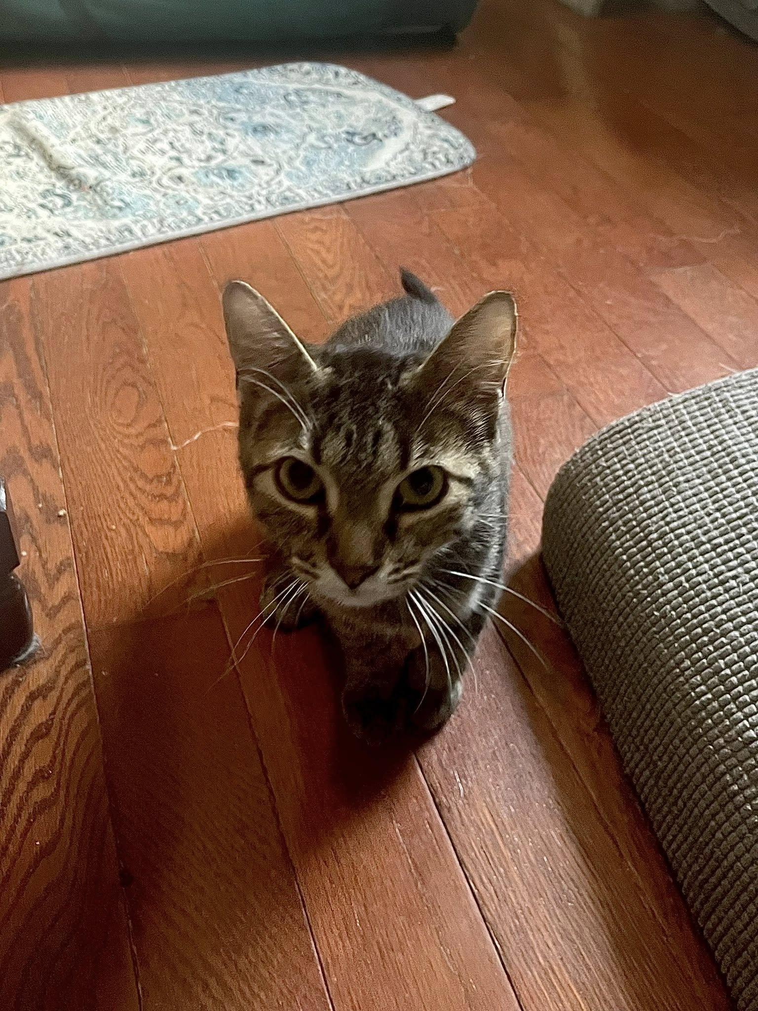 Enlarge Felicity, a Adoptable Domestic Short Hair in Spencerville, ON image 5/6