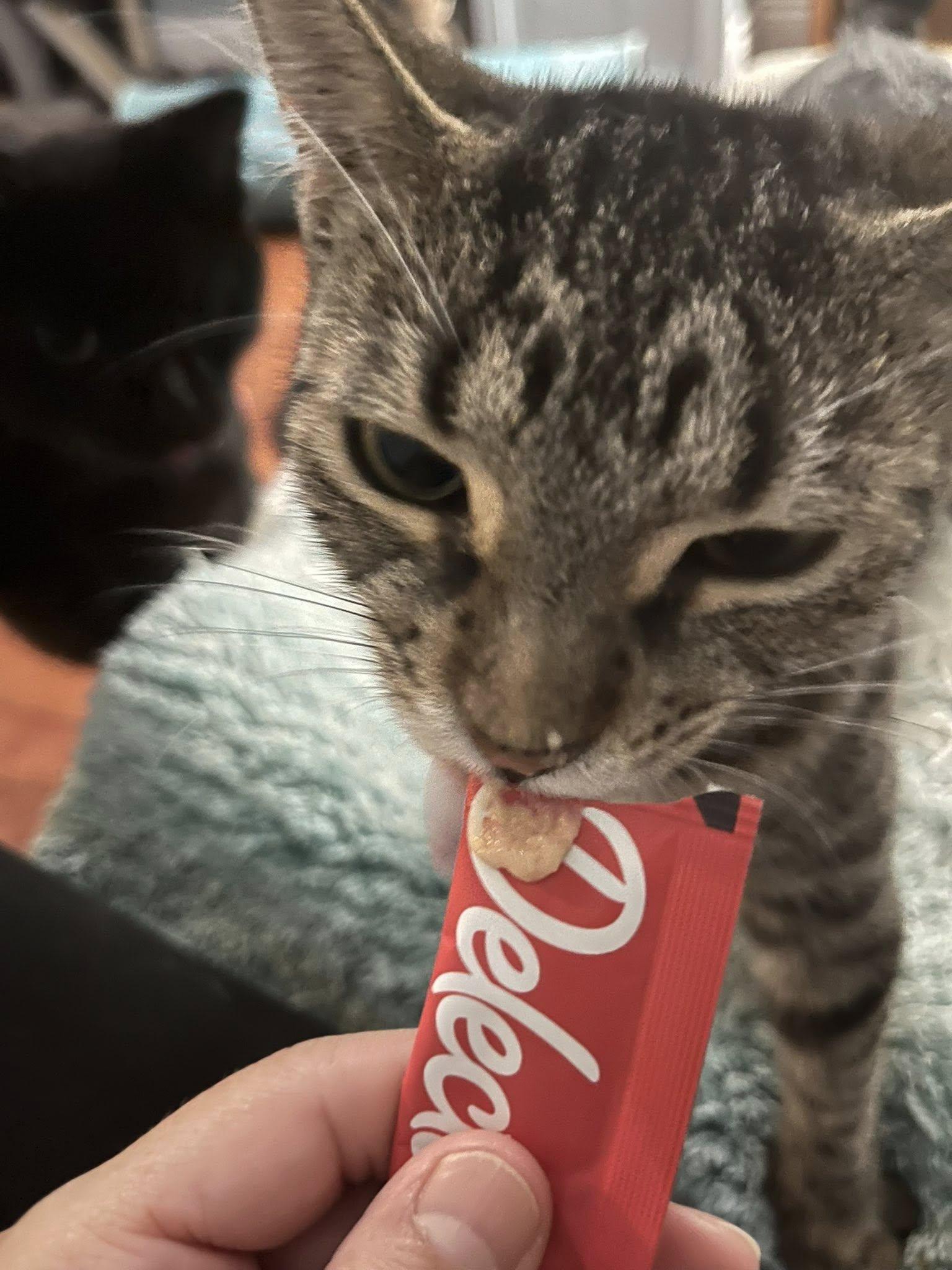 Enlarge Felicity, a Adoptable Domestic Short Hair in Spencerville, ON image 6/6