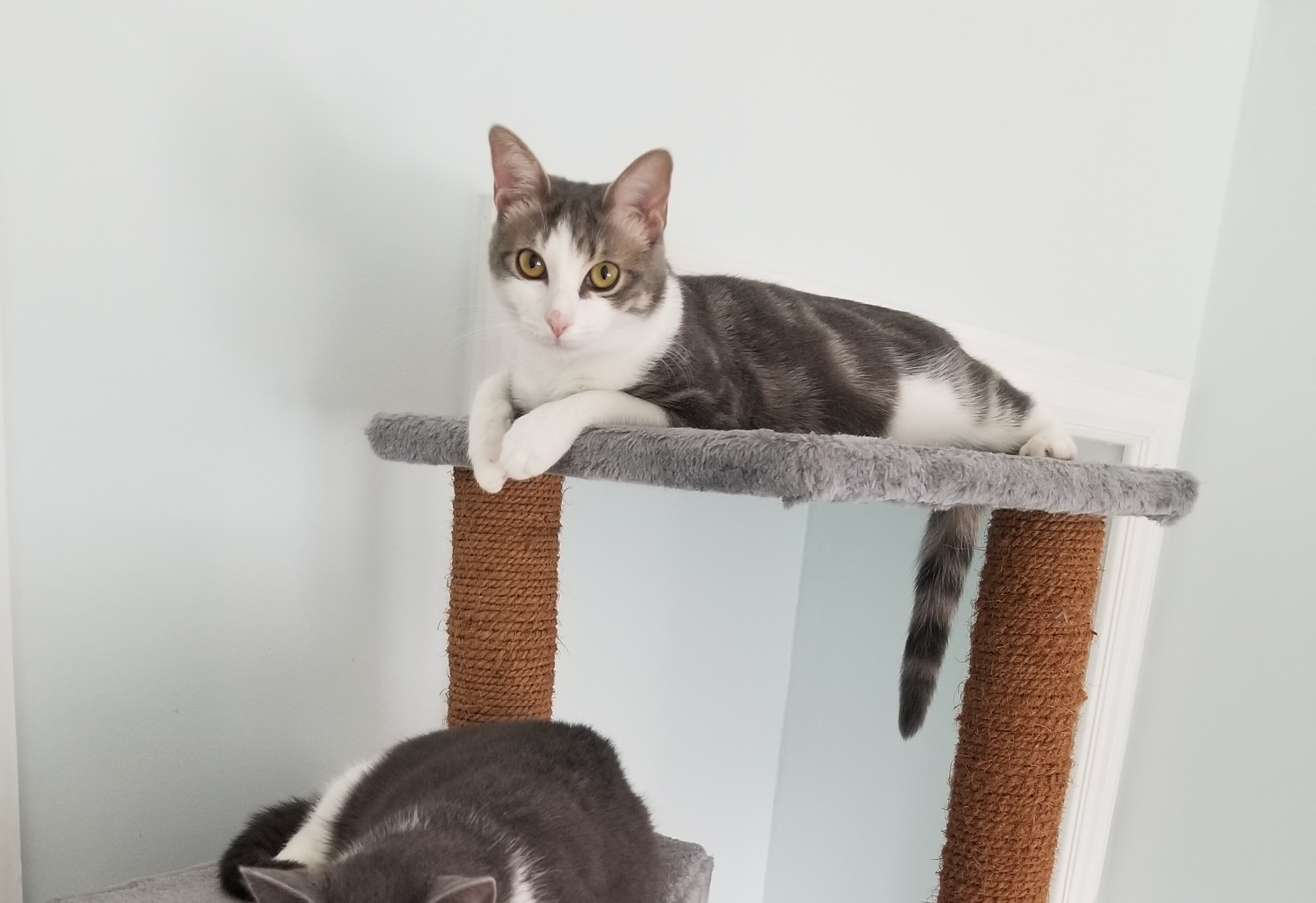 Enlarge Reebok, a Adoptable Domestic Short Hair in Baltimore, MD image 2/6