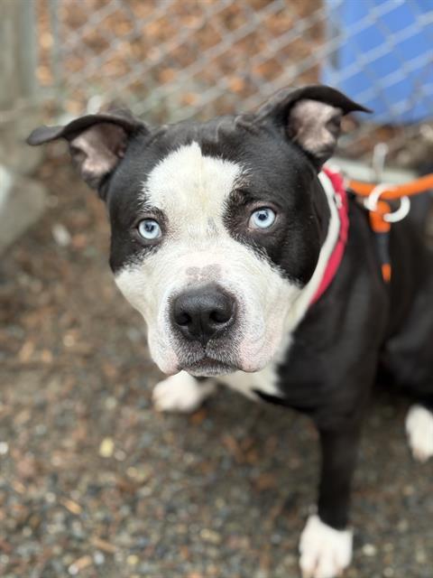 PADDY, Adoptable, Adult Male Pit Bull Terrier & Mixed Breed.