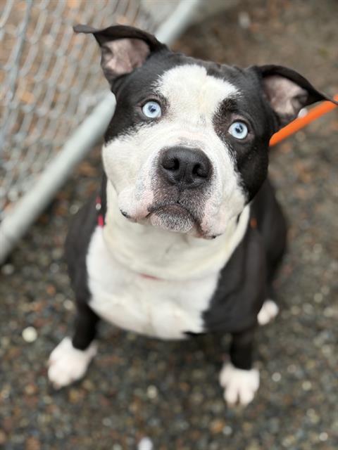 Enlarge ONICA, a Adoptable Pit Bull Terrier in Kent, WA image 1/1