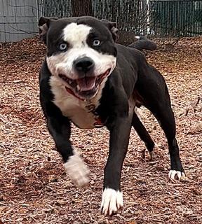 ONICA, Adoptable, Adult Male Pit Bull Terrier.