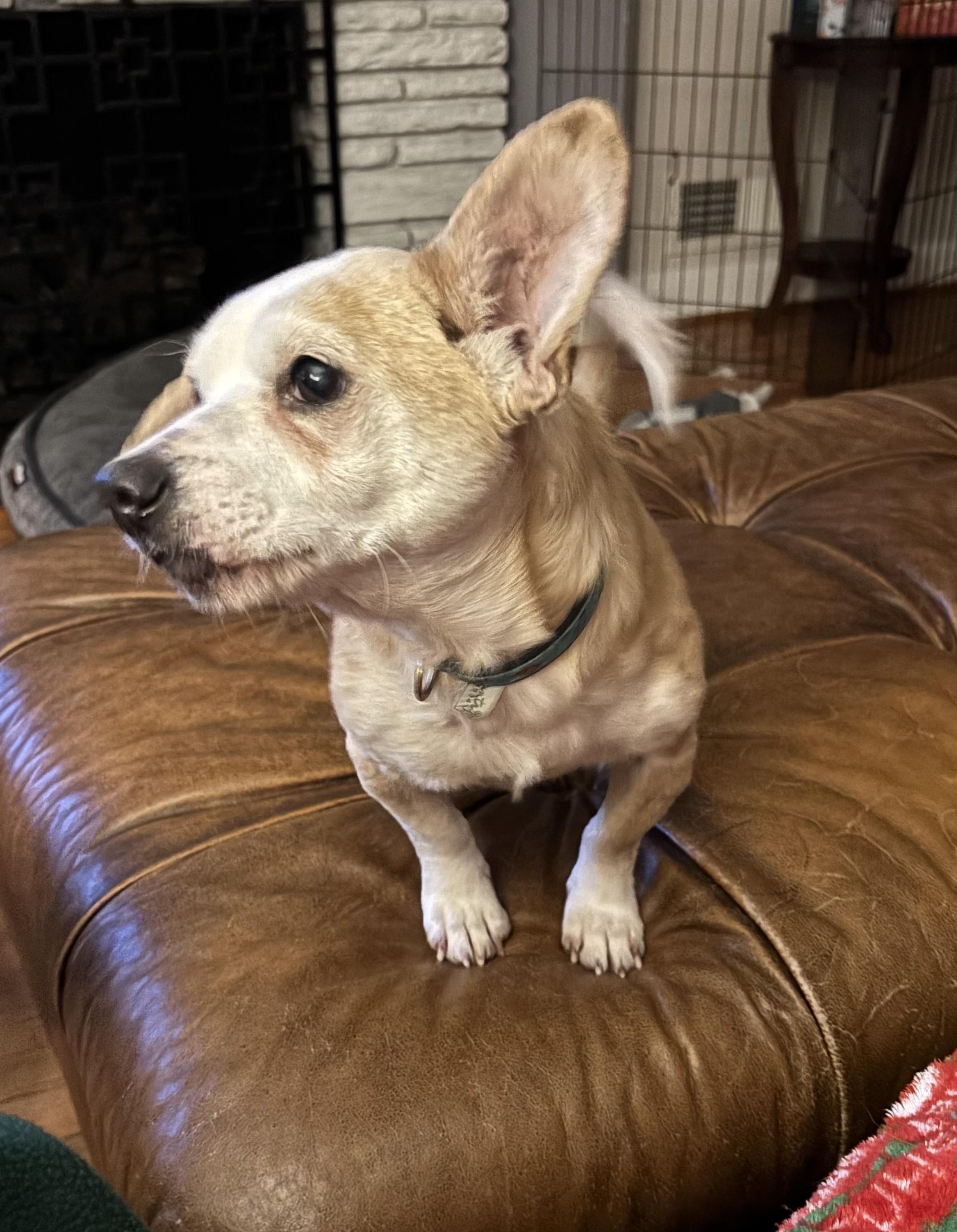 Henry, a Adoptable mixed breed in Falls Church, VA image 1/3