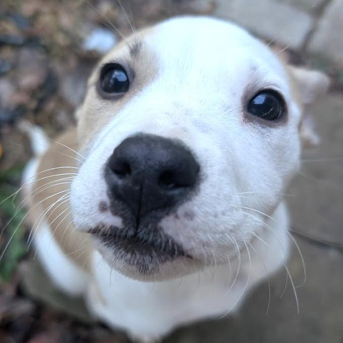 Enlarge Robin Buckley, a Adoptable Mixed Breed in Raleigh, NC image 1/5