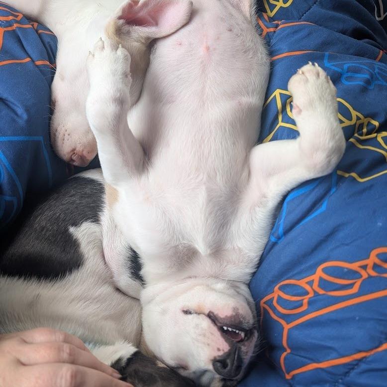 Enlarge Robin Buckley, a Adoptable Mixed Breed in Raleigh, NC image 2/5