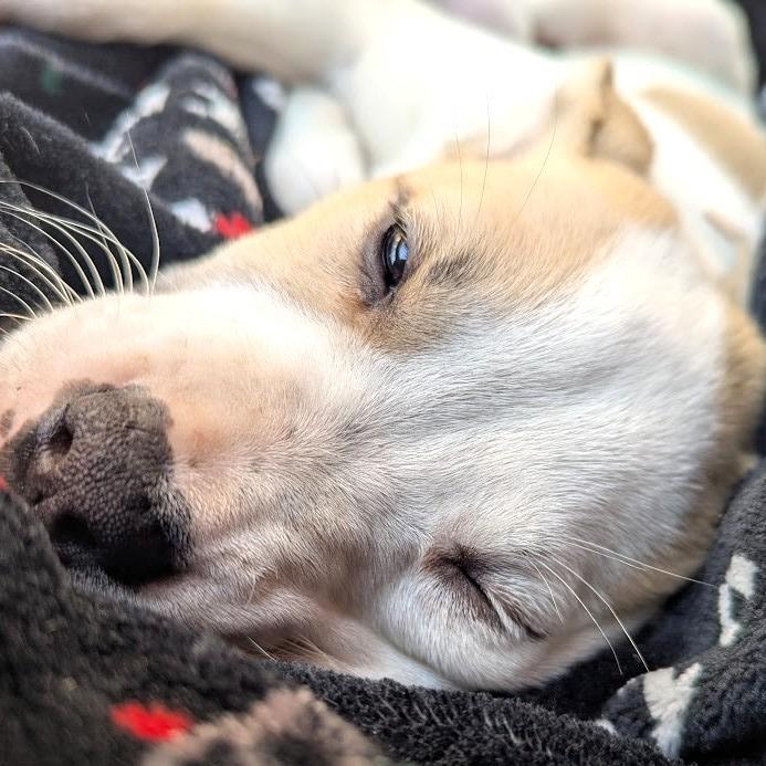 Enlarge Robin Buckley, a Adoptable Mixed Breed in Raleigh, NC image 3/5