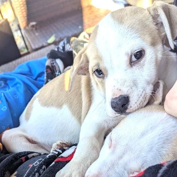 Enlarge Robin Buckley, a Adoptable Mixed Breed in Raleigh, NC image 5/5