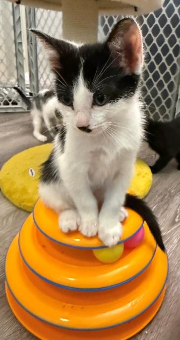 Lucas, ADOPTABLE, Kitten Male American Shorthair & Domestic Short Hair.