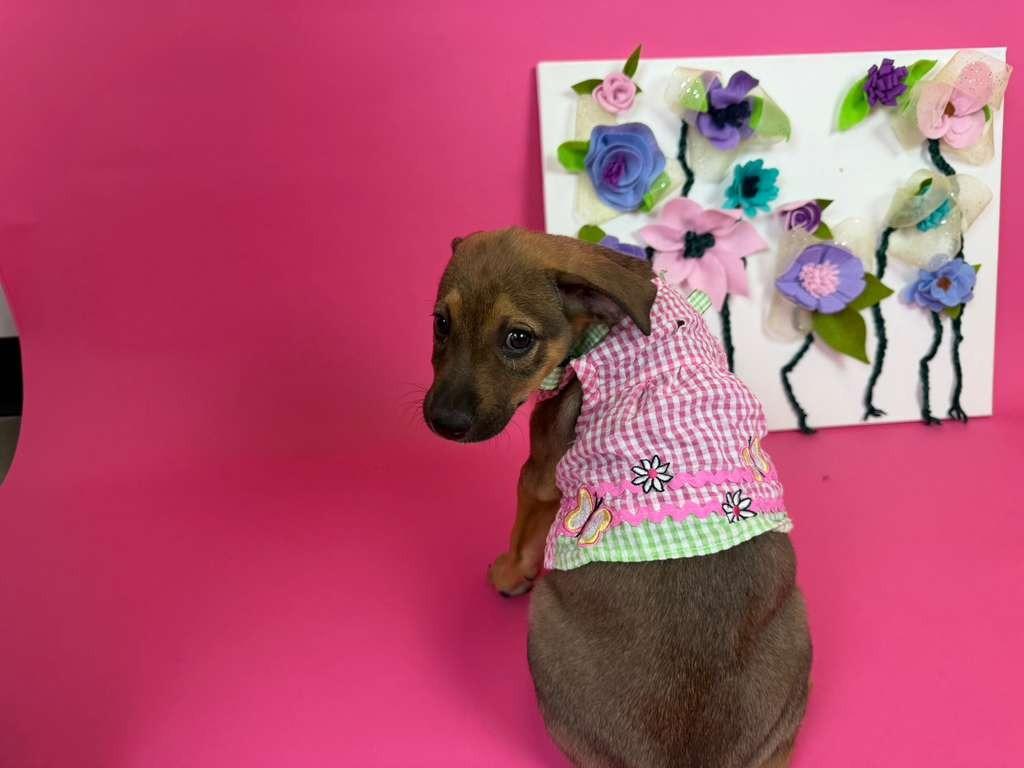 PEBL, a Adoptable mixed breed in Phoenix, AZ image 1/4