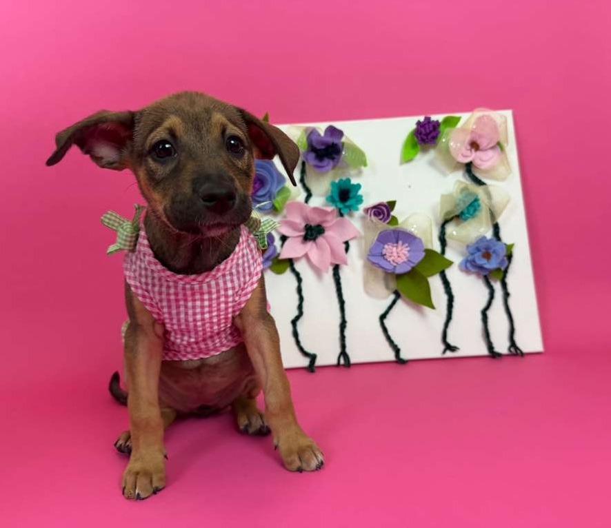 PEBL, a Adoptable mixed breed in Phoenix, AZ image 2/4