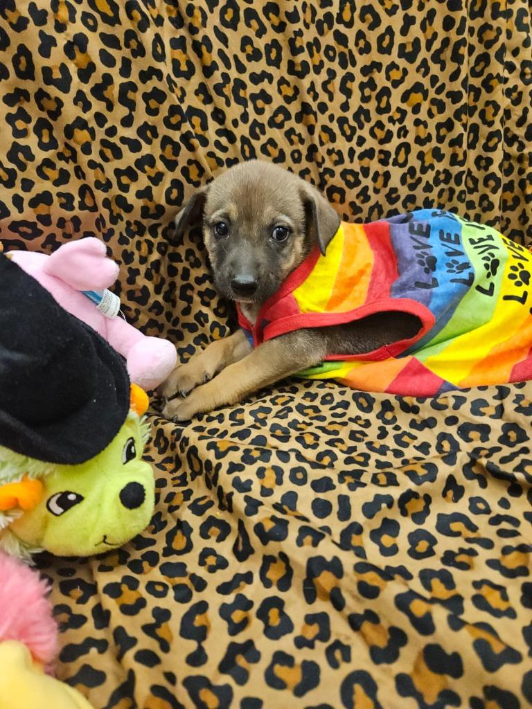 PEBL, a Adoptable mixed breed in Phoenix, AZ image 3/4