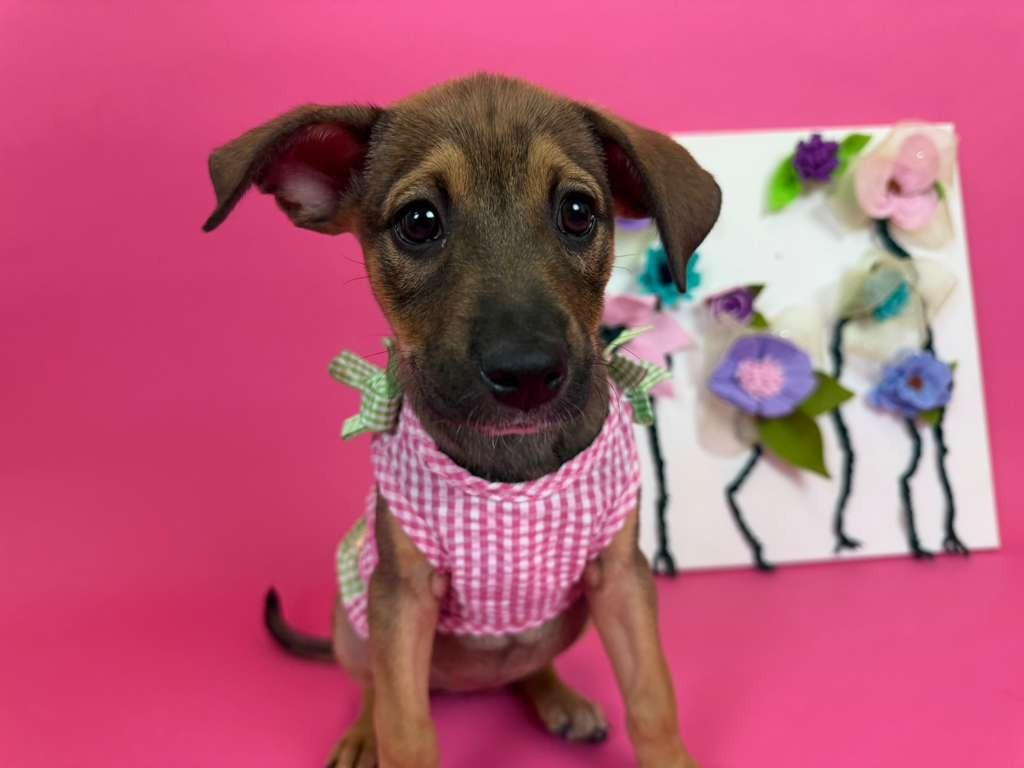 PEBL, a Adoptable mixed breed in Phoenix, AZ image 4/4