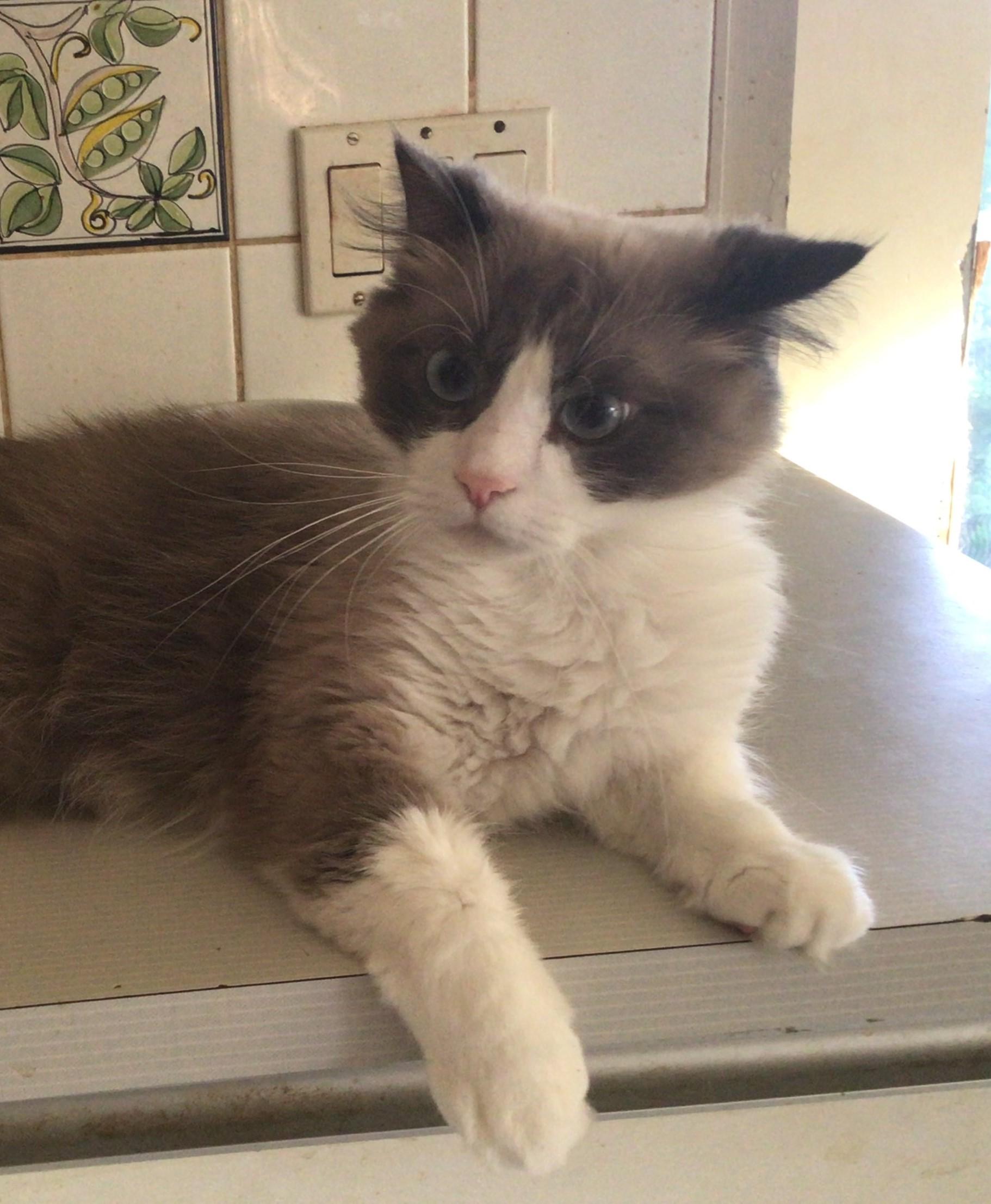 Sonu, an adoptable Ragdoll in Scarborough, ON, M1N 2N6 | Photo Image 1