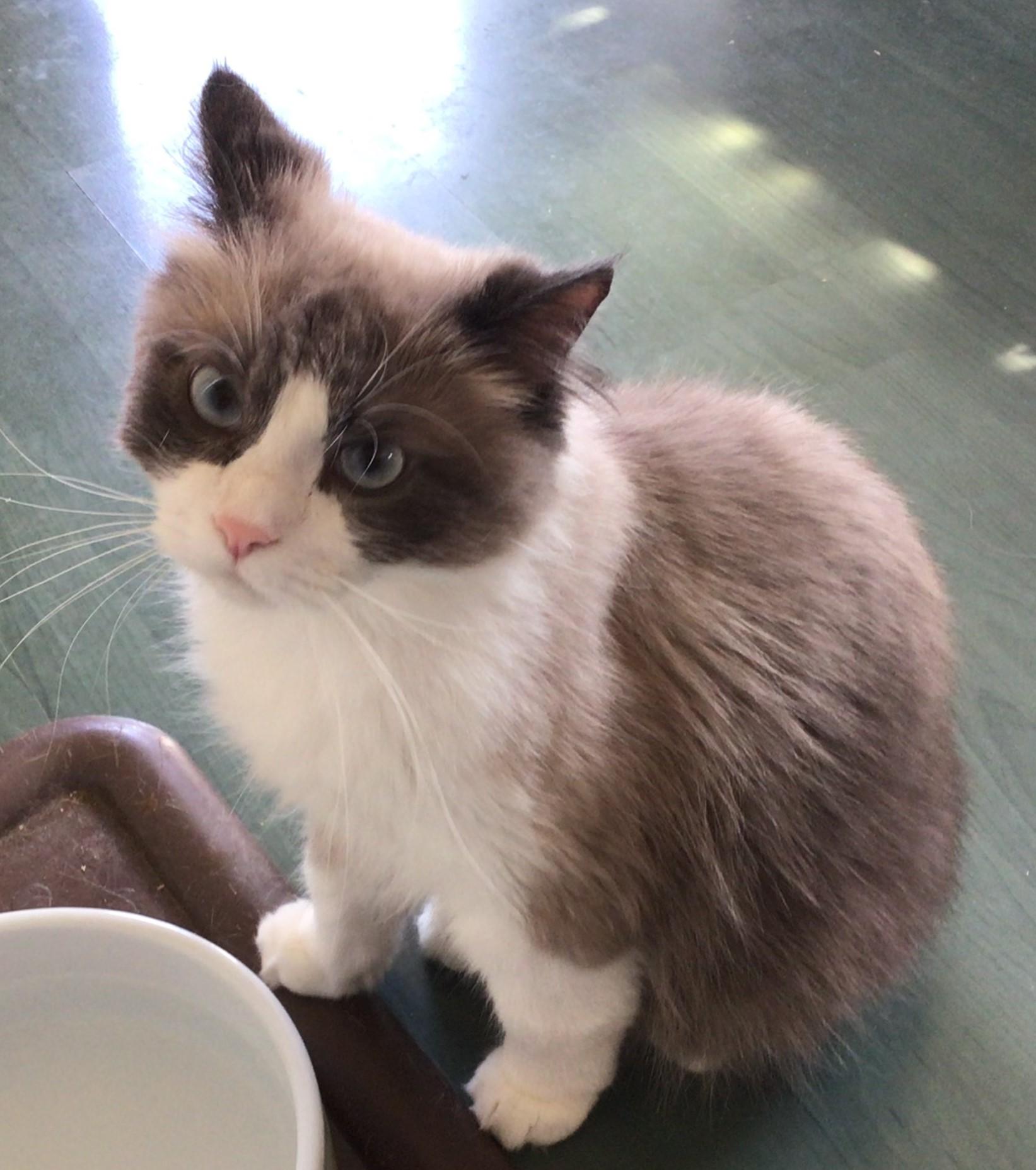 Sonu, an adoptable Ragdoll in Scarborough, ON, M1N 2N6 | Photo Image 4