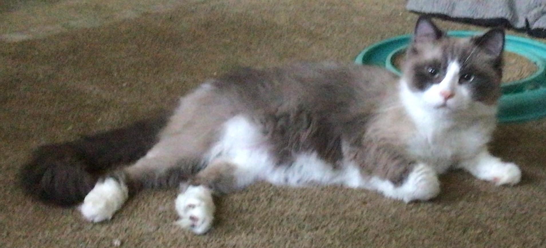 Sonu, an adoptable Ragdoll in Scarborough, ON, M1N 2N6 | Photo Image 3