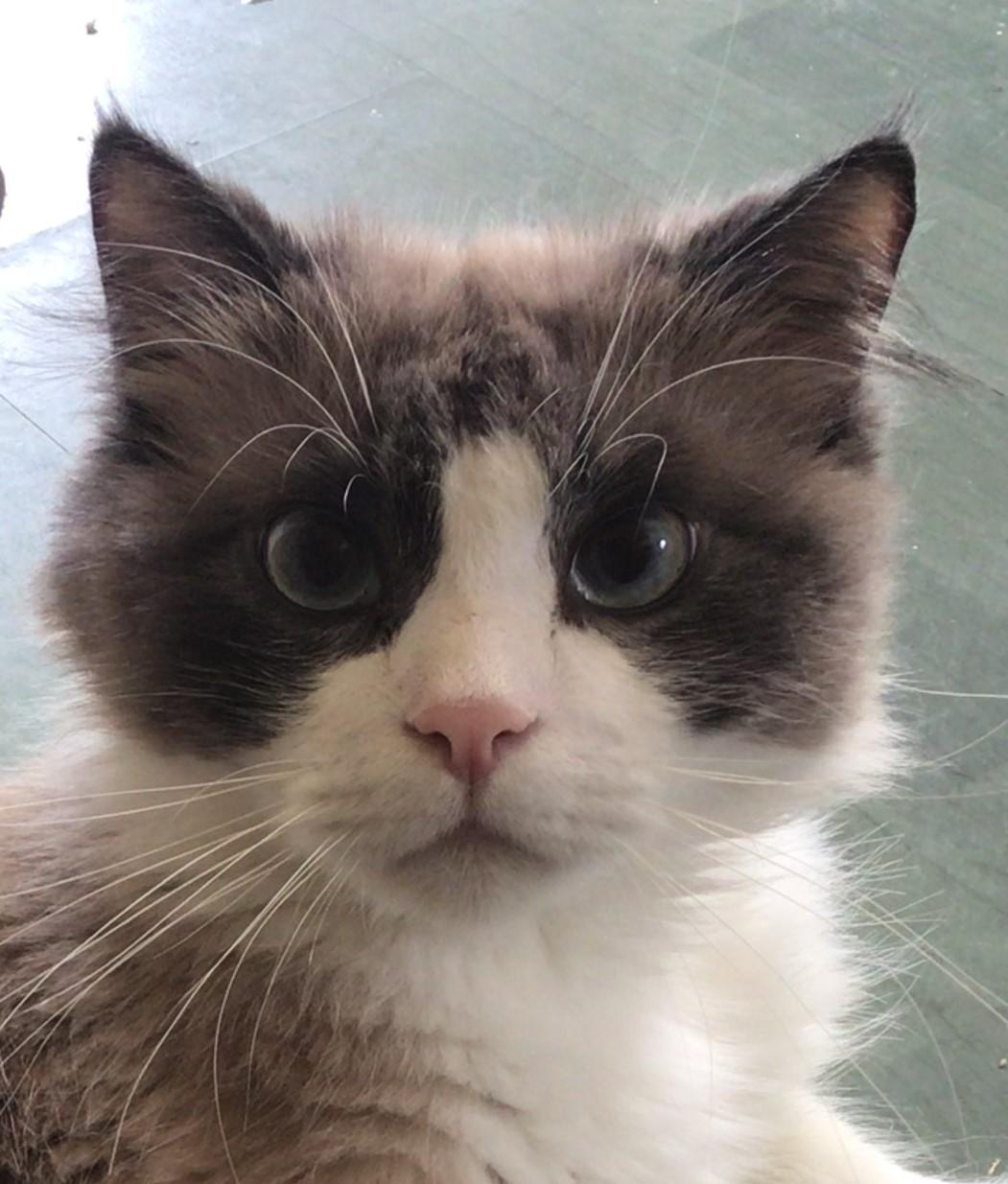 Sonu, an adoptable Ragdoll in Scarborough, ON, M1N 2N6 | Photo Image 5