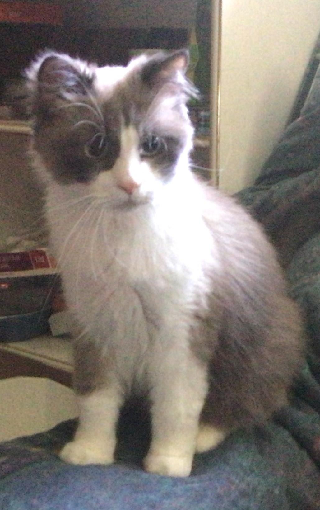 Sonu, an adoptable Ragdoll in Scarborough, ON, M1N 2N6 | Photo Image 2