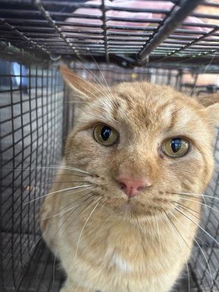 Enlarge Tesco-Barn Cat, a Adoptable mixed breed in Knoxville, TN image 1/1
