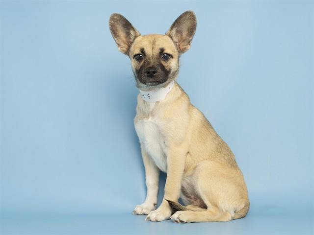 MEADOW, Adoptable, Puppy Female German Shepherd Dog & Mixed Breed.