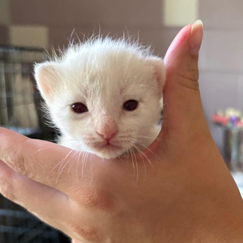 Hydrangea, Adoptable, Young Female Domestic Short Hair.