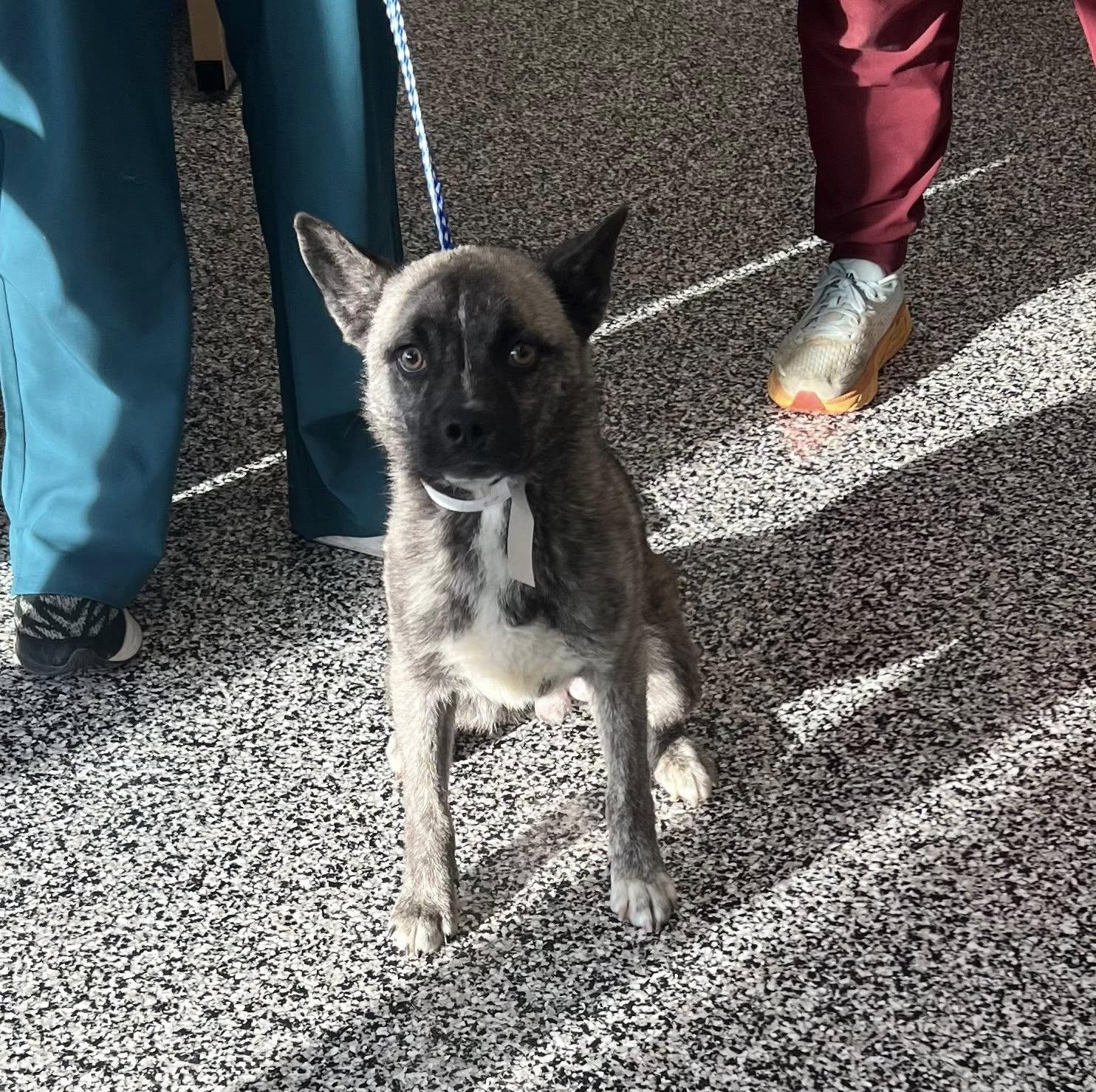 Enlarge Courtesy Posting Boone, a ADOPTABLE mixed breed in Middletown, NJ image 2/3