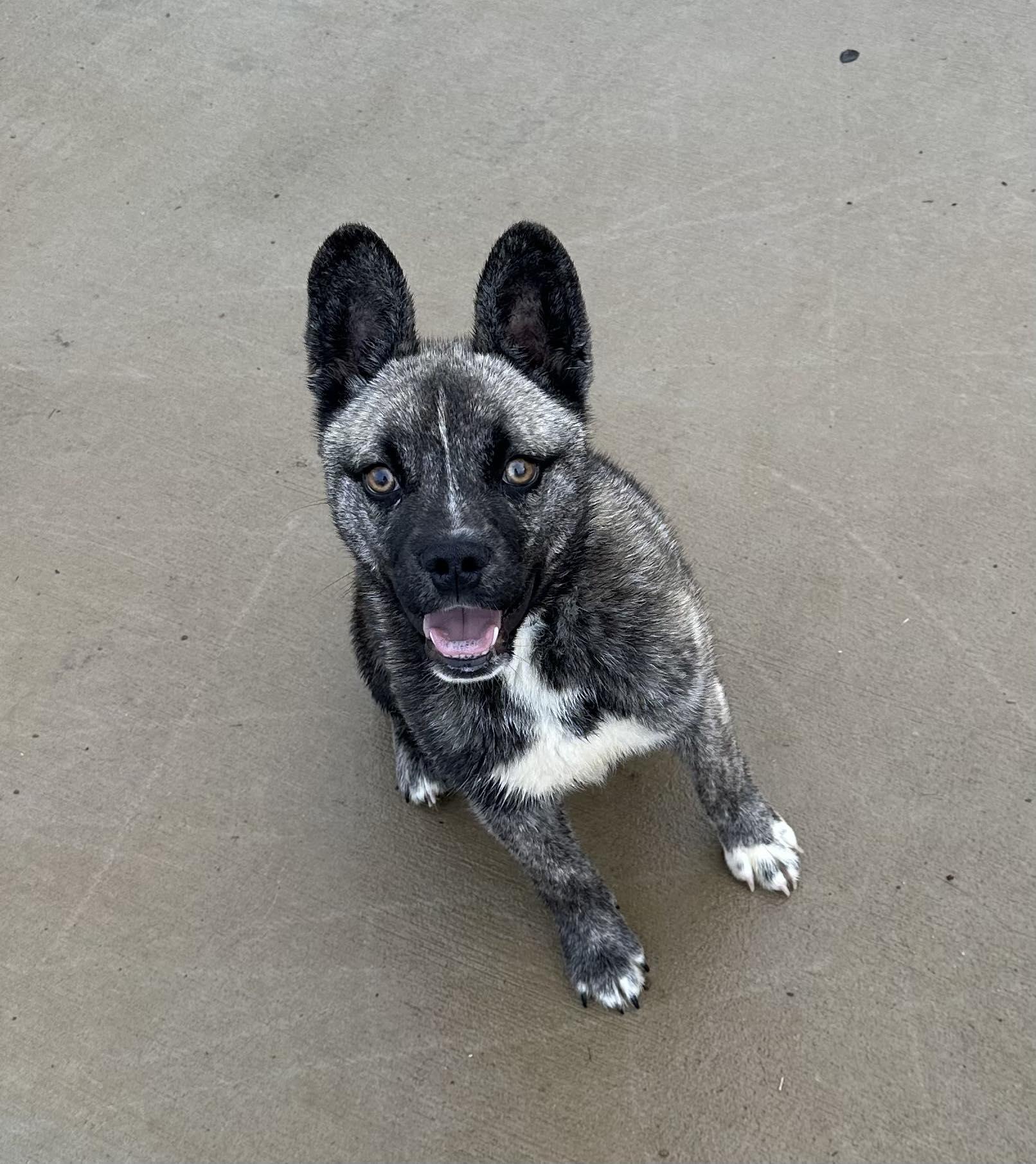 Enlarge Courtesy Posting Boone, a ADOPTABLE mixed breed in Middletown, NJ image 1/3