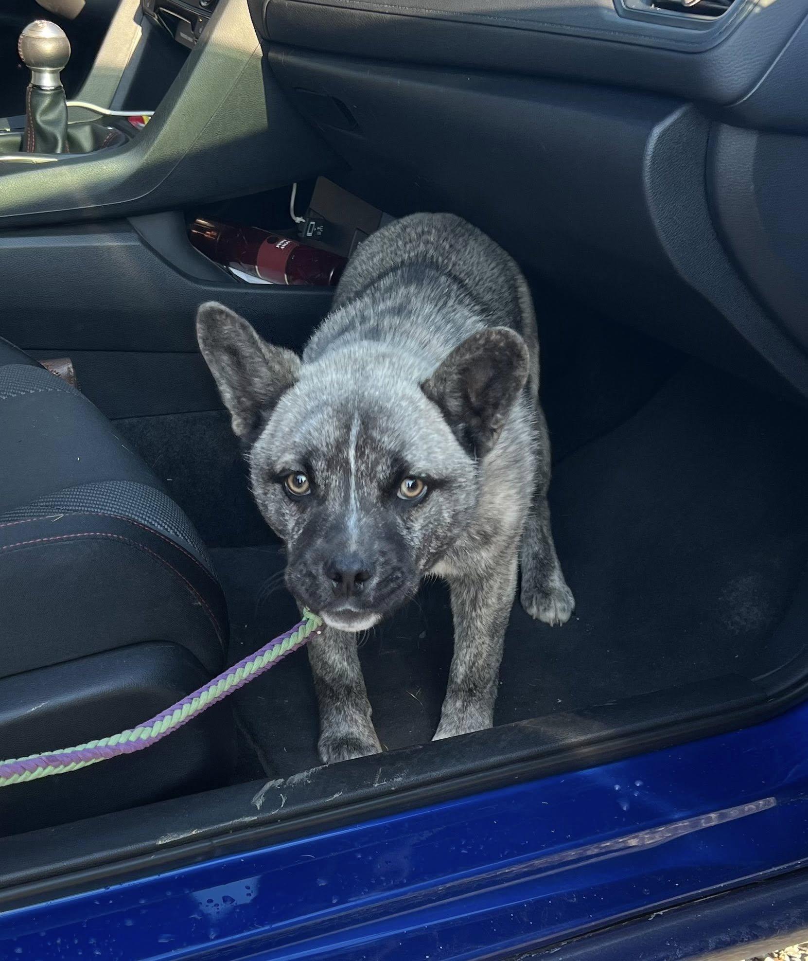 Enlarge Courtesy Posting Boone, a ADOPTABLE mixed breed in Middletown, NJ image 3/3