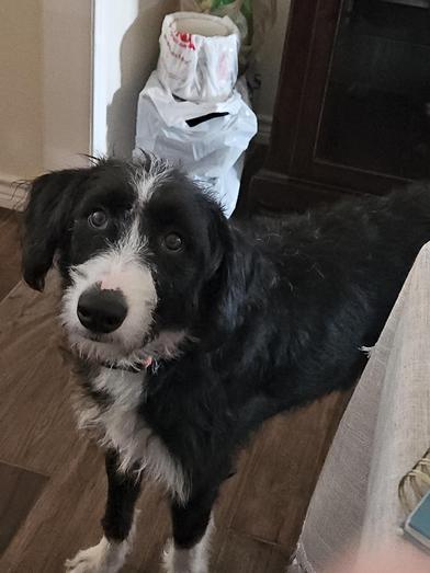 Livey — thumbnail 2