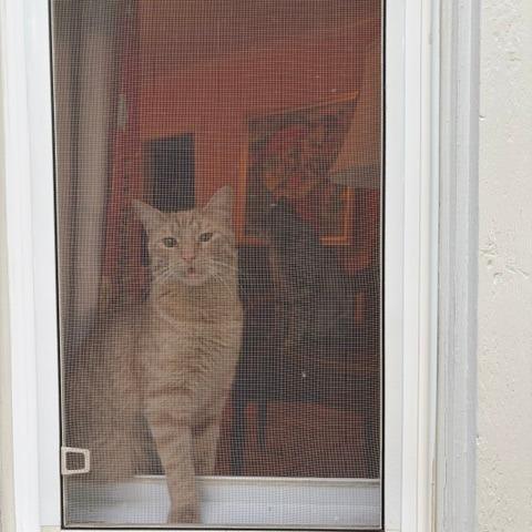 Hash Slinging Slasher, Adoptable, Young Male Domestic Short Hair.