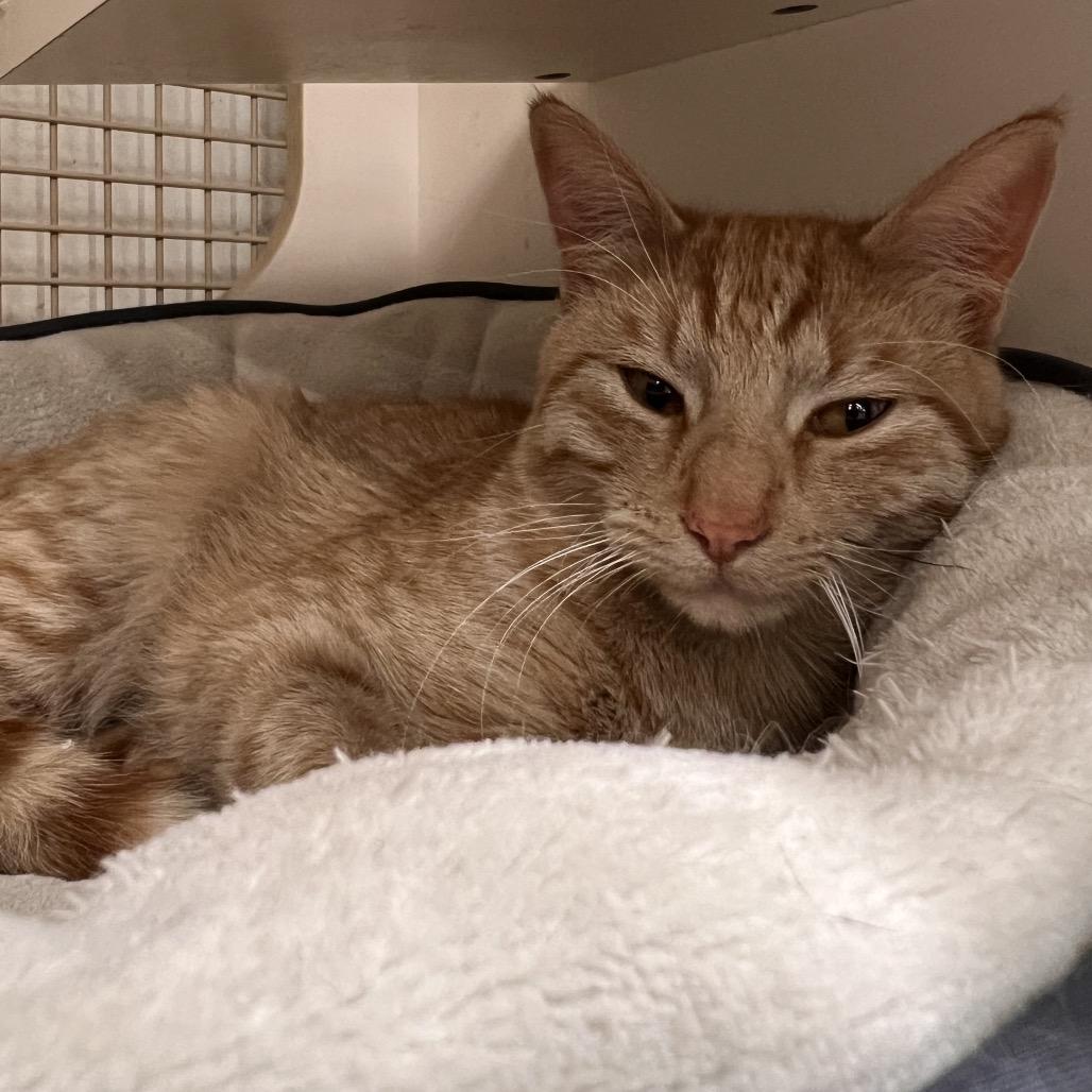 Hash Slinging Slasher, a Adoptable Domestic Short Hair in St. Paul, MN image 3/6
