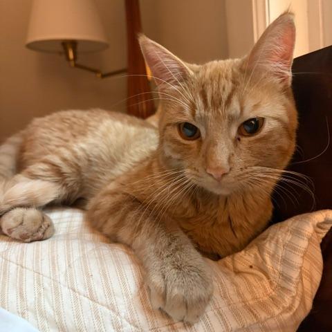 Hash Slinging Slasher, a Adoptable Domestic Short Hair in St. Paul, MN image 4/6