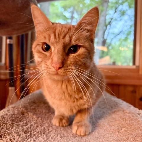 Hash Slinging Slasher, a Adoptable Domestic Short Hair in St. Paul, MN image 5/6
