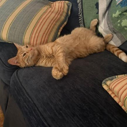 Hash Slinging Slasher, a Adoptable Domestic Short Hair in St. Paul, MN image 6/6