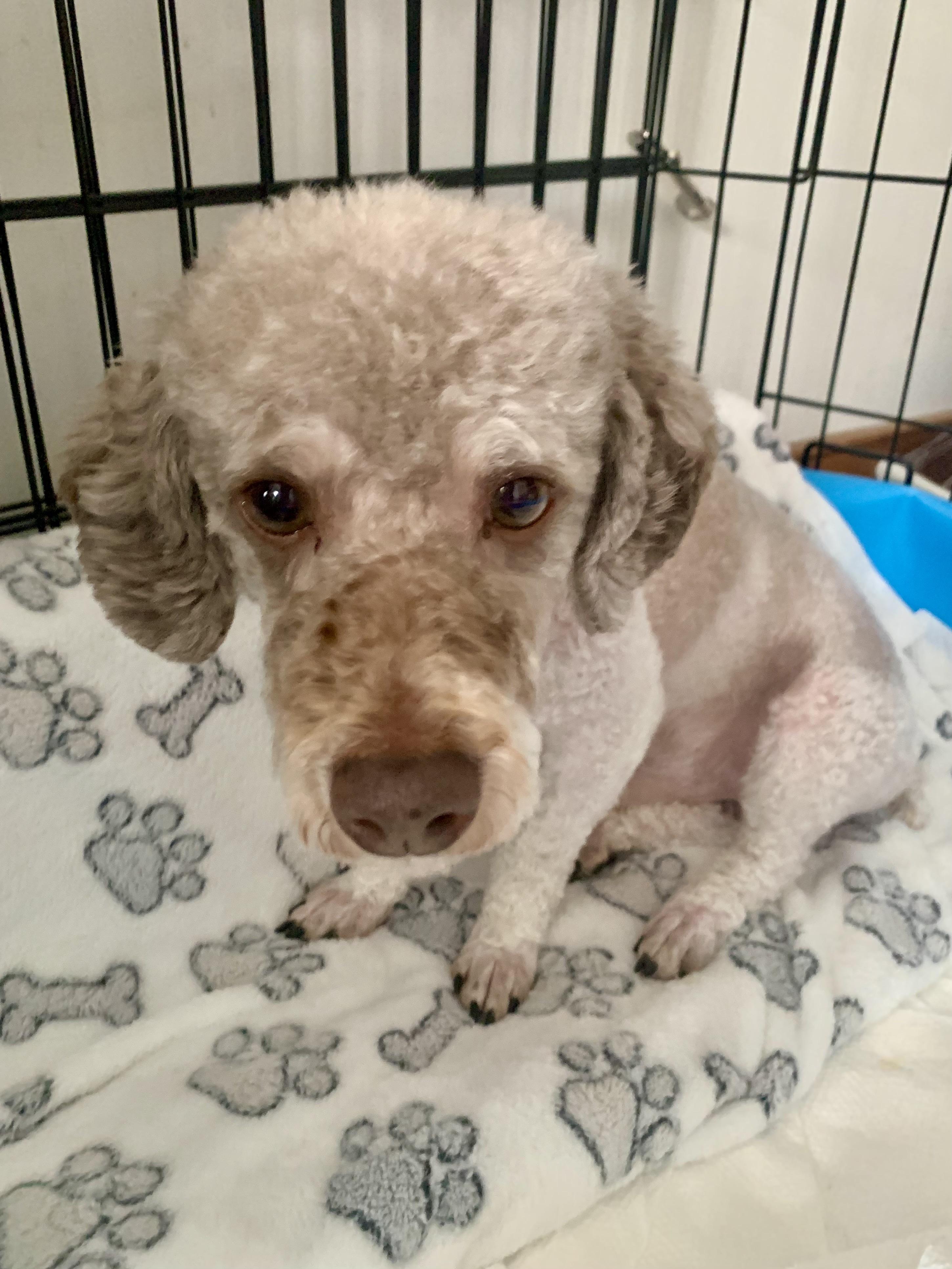 Enlarge ROCKET , a ADOPTABLE Poodle (Toy) in Richmond, VA image 2/3