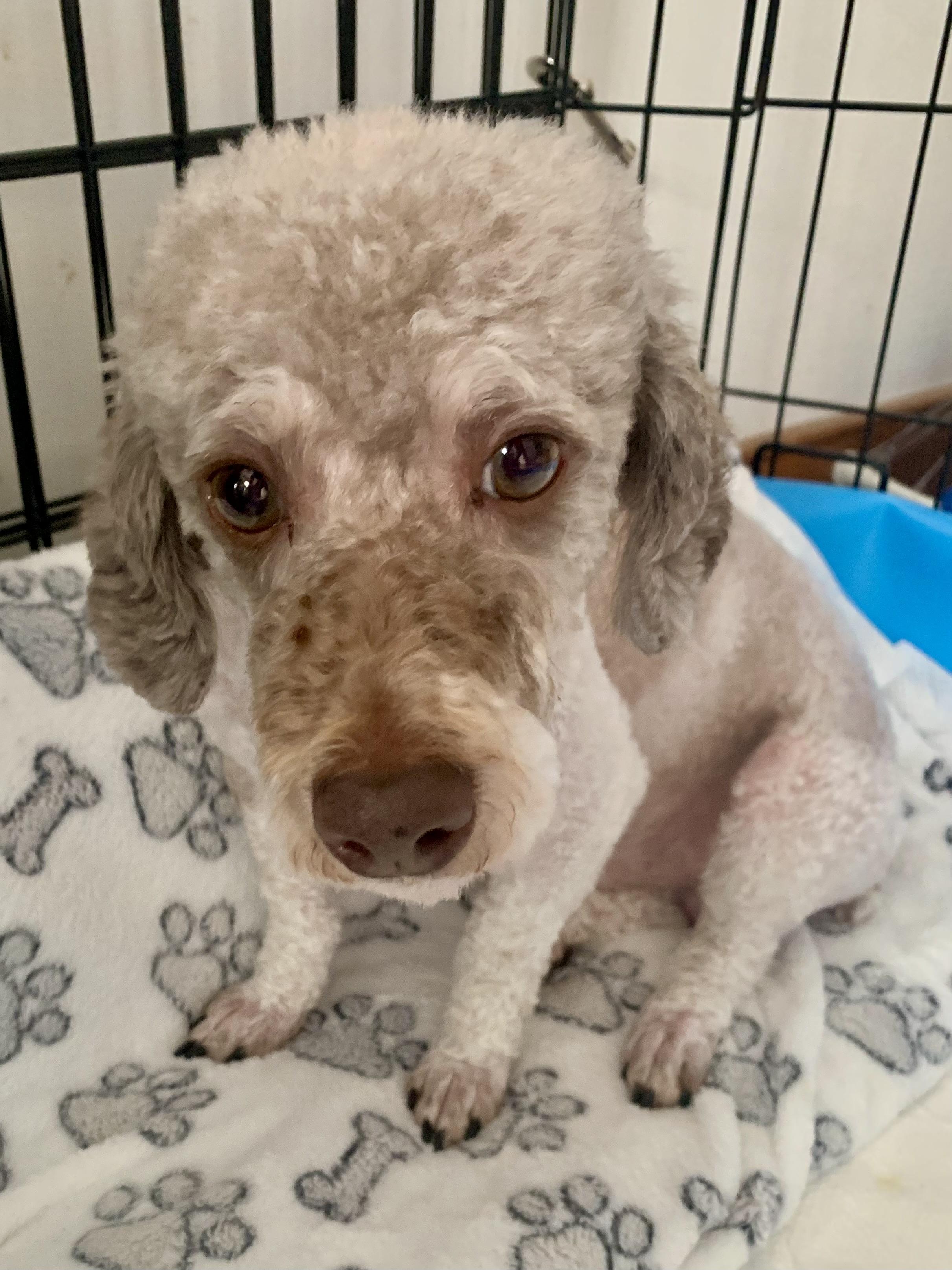 Enlarge ROCKET , a ADOPTABLE Poodle (Toy) in Richmond, VA image 3/3