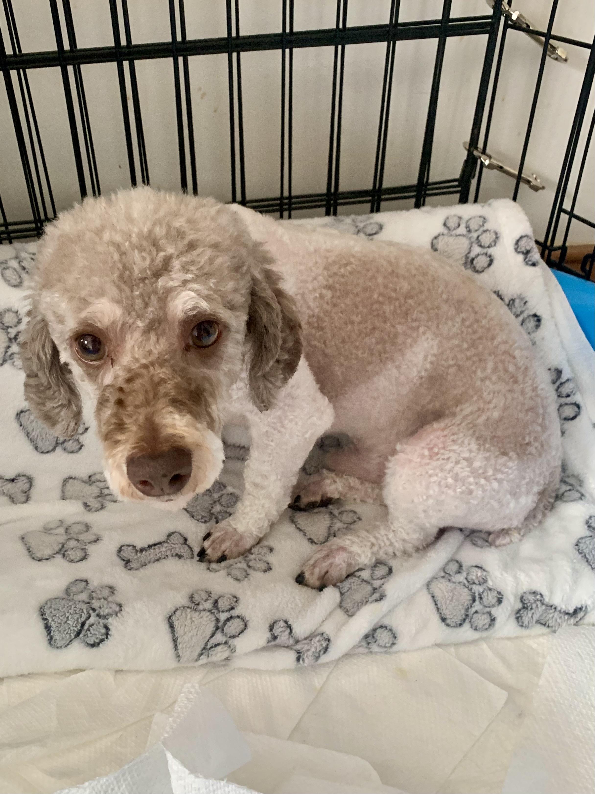 ROCKET , ADOPTABLE, Adult Male Poodle (Toy).