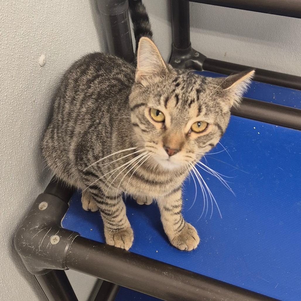 Enlarge Edelbrock, a Adoptable Domestic Medium Hair in Kingman, KS image 1/4