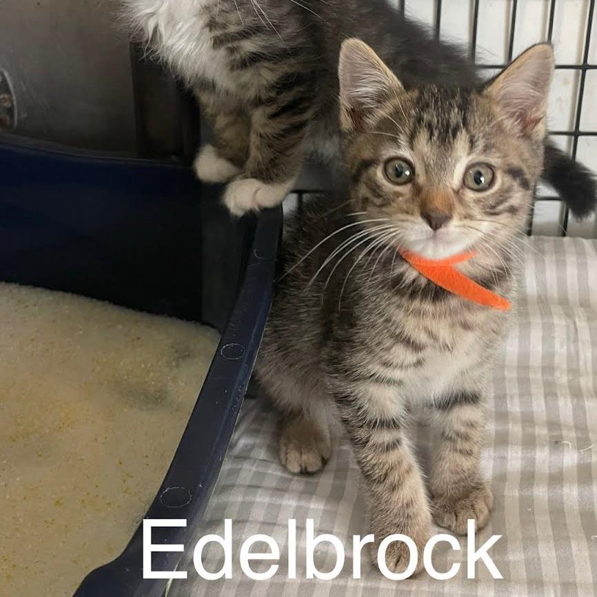 Enlarge Edelbrock, a Adoptable Domestic Medium Hair in Kingman, KS image 2/4