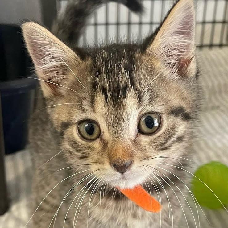 Enlarge Edelbrock, a Adoptable Domestic Medium Hair in Kingman, KS image 3/4