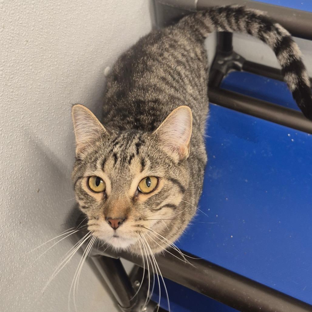 Enlarge Edelbrock, a Adoptable Domestic Medium Hair in Kingman, KS image 4/4