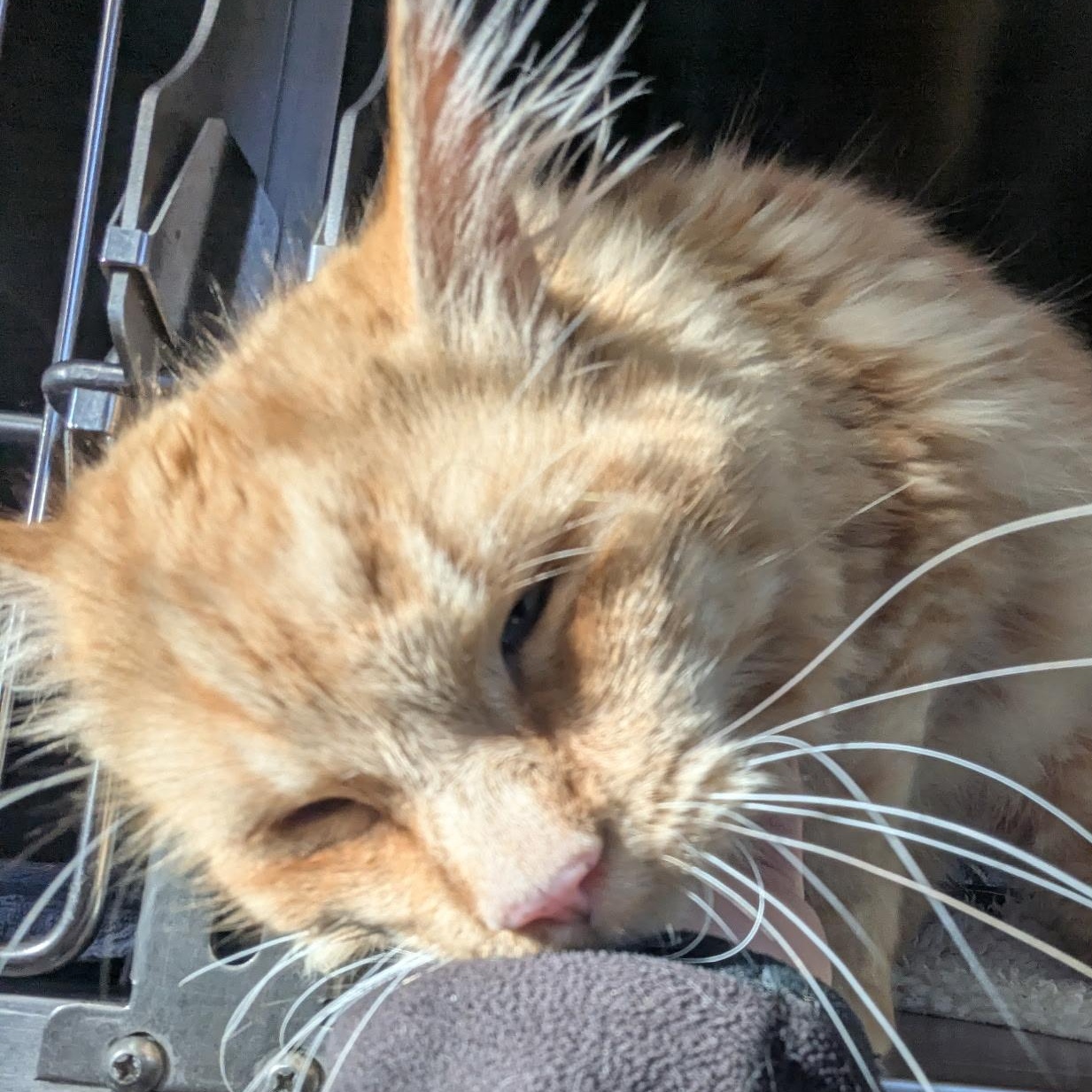 Enlarge Beefcake, an adopted mixed breed in The Dalles, OR image 4/4