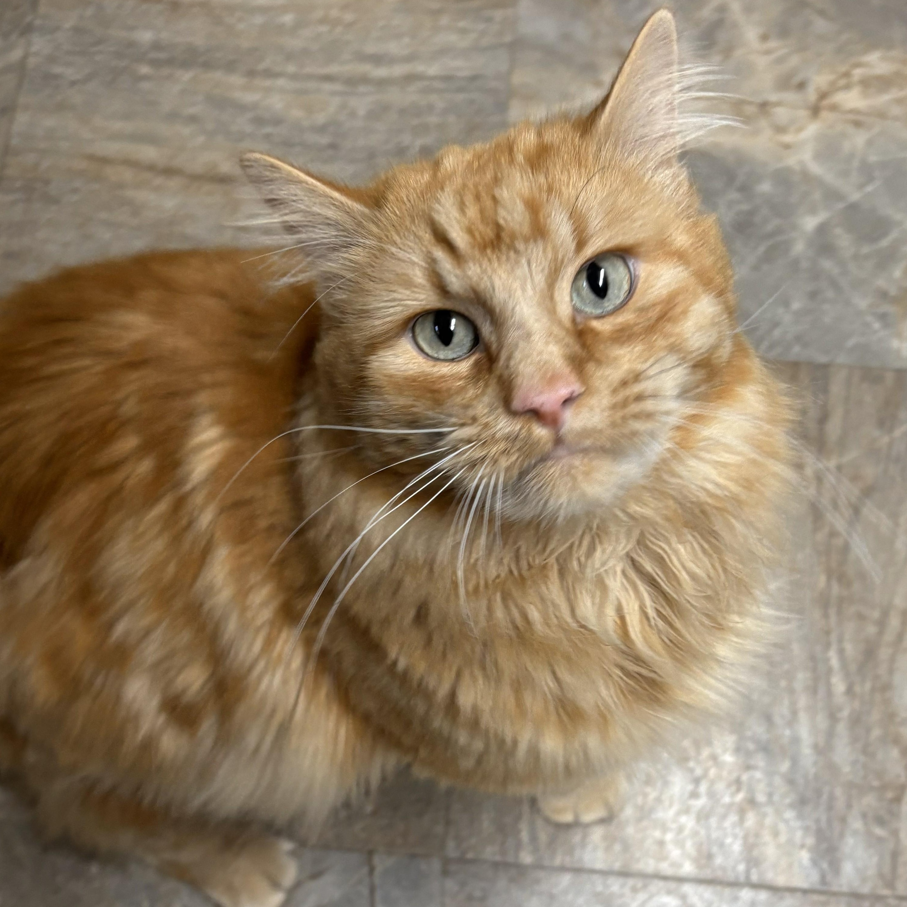 Enlarge Beefcake, an adopted mixed breed in The Dalles, OR image 2/4